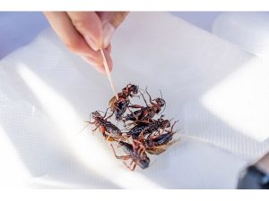 大阪泉佐野で障がいのある人が育てた「食用こおろぎ」EC販売に先駆け居酒屋で提供開始 | ストレートプレス：STRAIGHT PRESS - 流行情報&トレンドニュースサイト