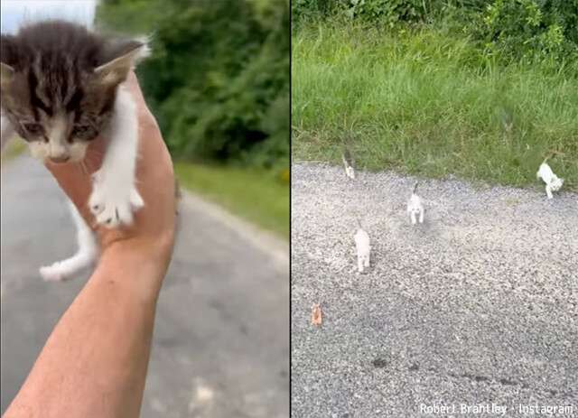 子猫を一匹見かけたので保護しようと思ったら、出て来る出て来る総勢13匹！ : カラパイア