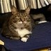 しげ。 on Twitter: 