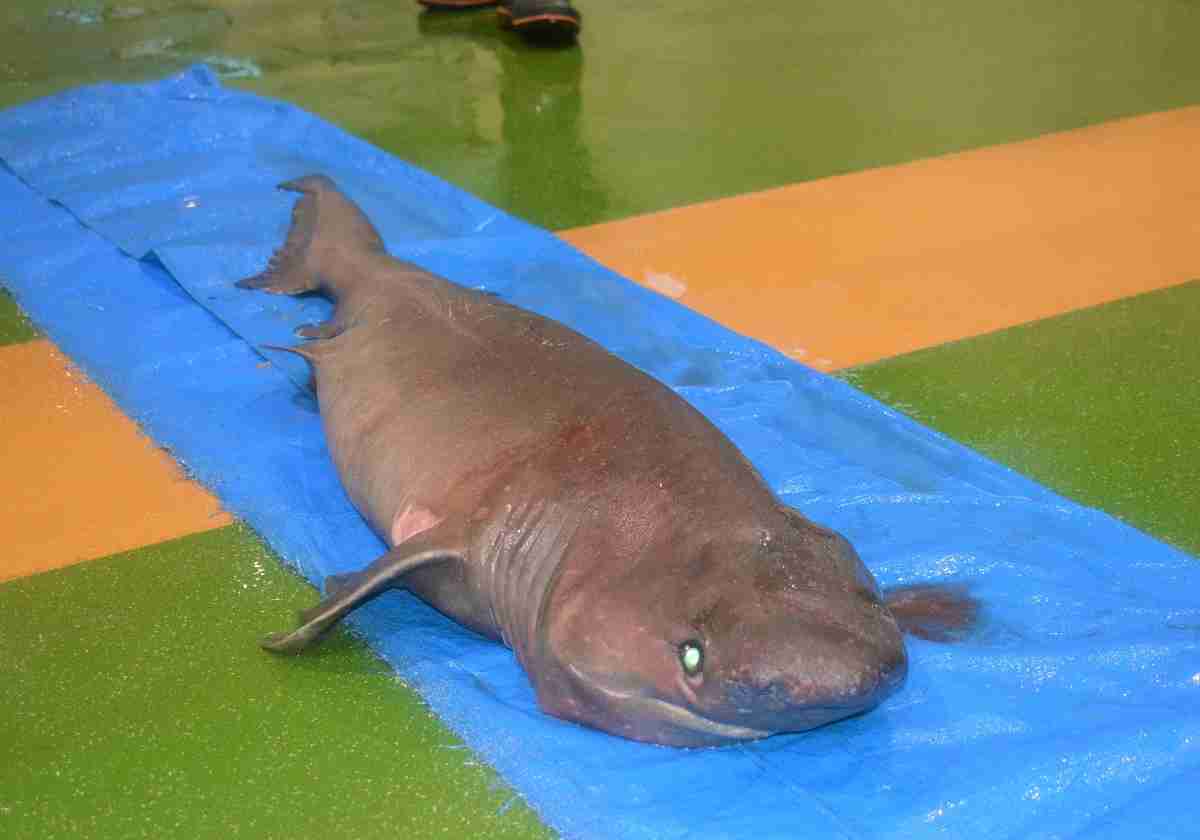 深海から珍客現る　カグラザメ、八戸港に（デーリー東北新聞社） - Yahoo!ニュース