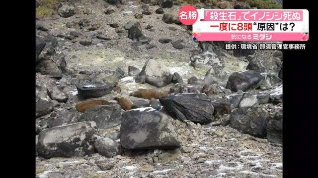 「殺生石」にイノシシの死がい発見　一度に8頭…原因は？　栃木・那須町（日テレNEWS） - Yahoo!ニュース