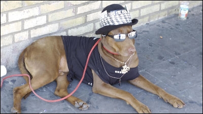 犬が持つ4つのDNA情報を分析し犬種ごとに分類するとこんな感じになる