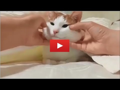 【Twitterで話題】キュン死確定！！ほっぺがもちもちの猫が可愛すぎる！！ - YouTube