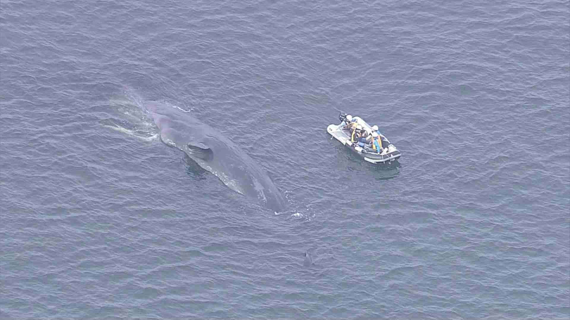大阪湾に迷い込んだクジラが死んだことを大阪市職員らが確認