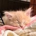 きなこ on Twitter: 