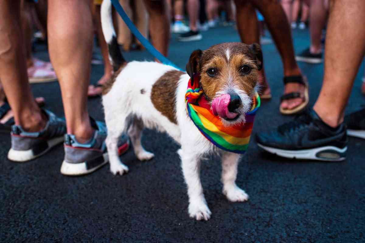 犬を飼うことを「ファッション」と勘違いしている人の特徴3選　安易に迎え入れるのは絶対NG | わんちゃんホンポ
