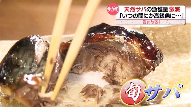 「いつの間にか高級魚に」旬の天然サバがピンチ…漁獲量が激減　“陸上養殖”拡大へ（日テレNEWS） - Yahoo!ニュース