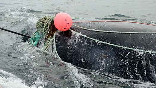 クジラを救助した漁師が直後にクジラに殺されてしまう事故が発生 - GIGAZINE