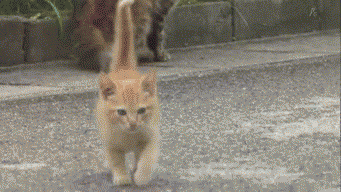 子猫の画像を貼って癒されるトピ