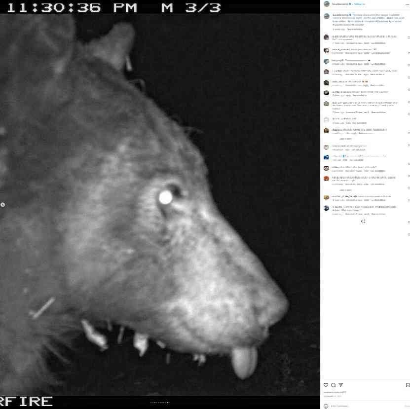 野生動物の監視カメラを見つけたクマ、自撮り写真400枚超を残してパークレンジャー爆笑（米）