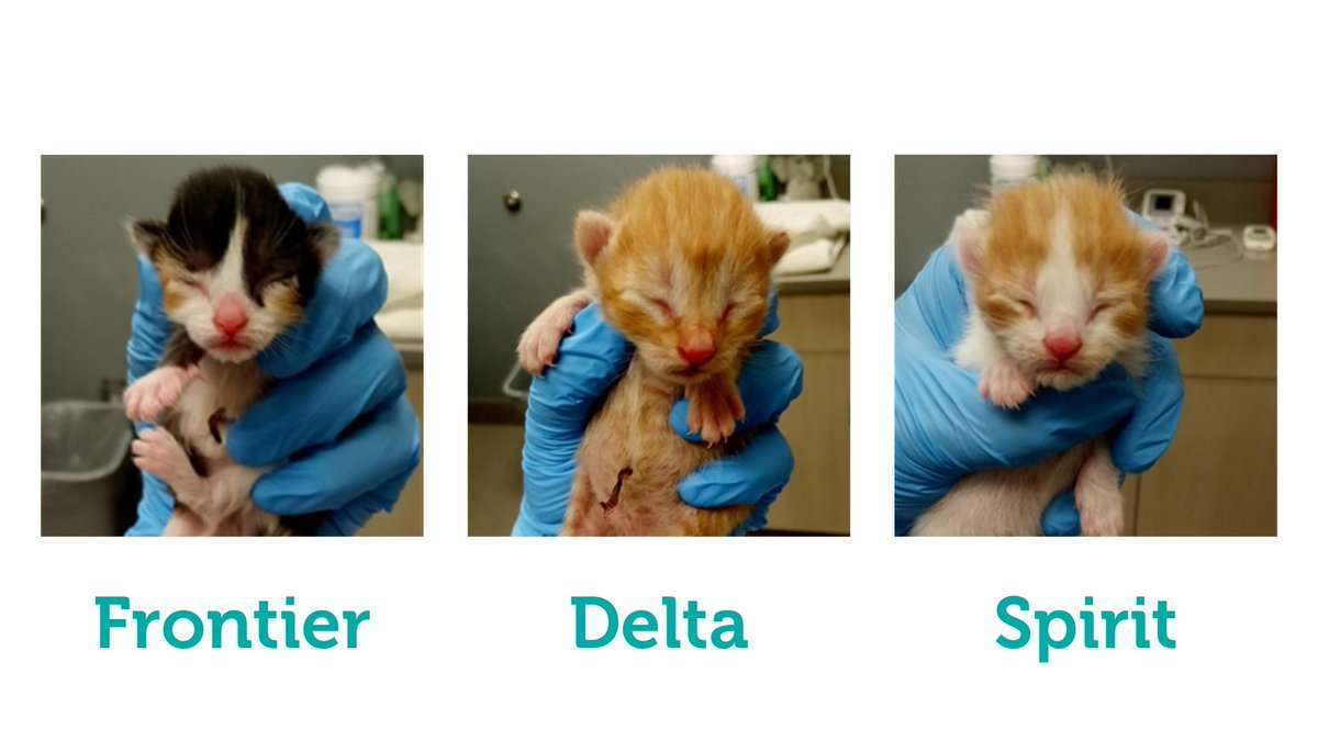 「子猫を引き取れば無料航空券進呈」　米フロンティア航空が里親探しに協力
