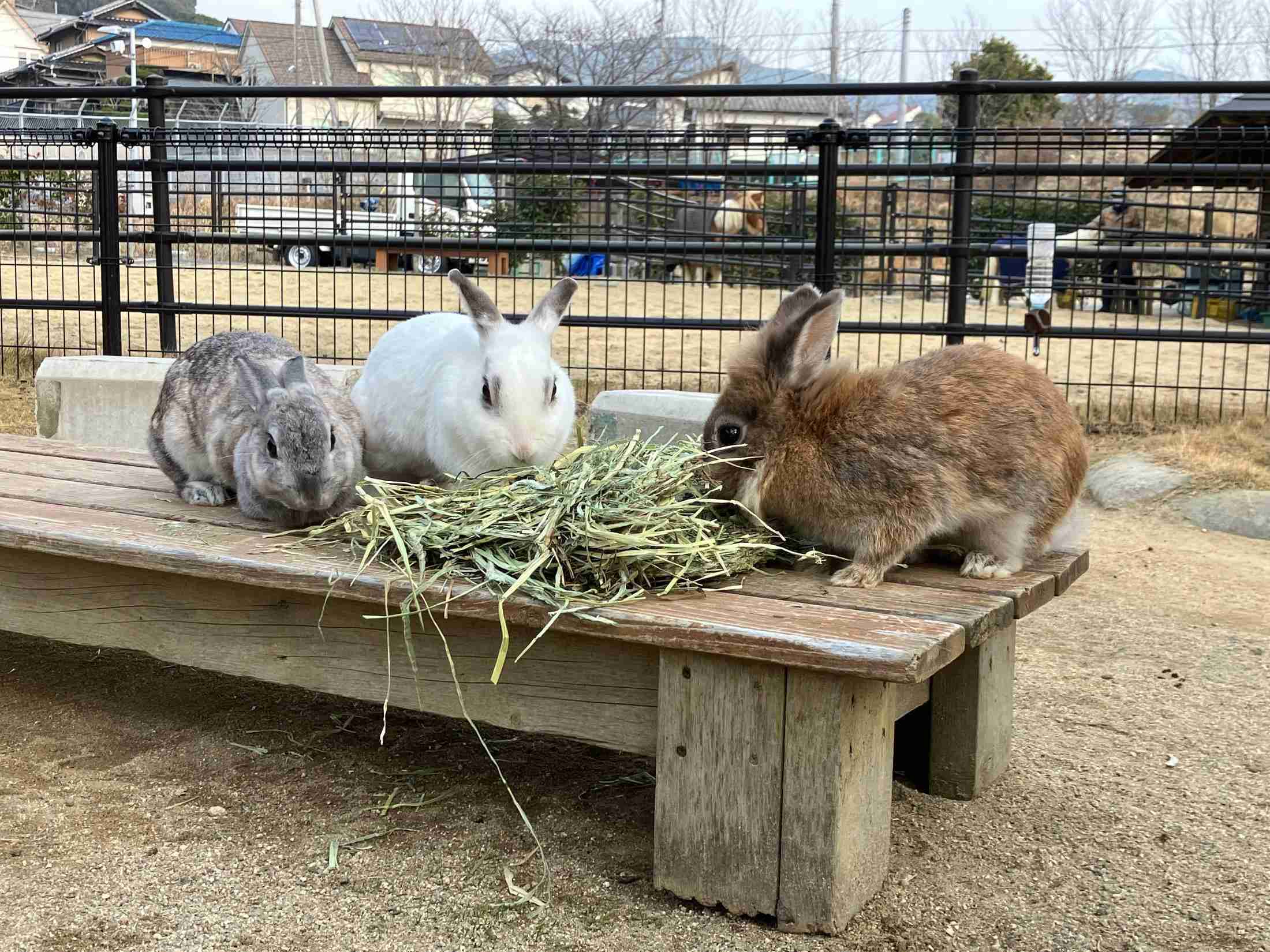 ウサギにニンジンやめた動物園　その理由は？（中国新聞デジタル） - Yahoo!ニュース