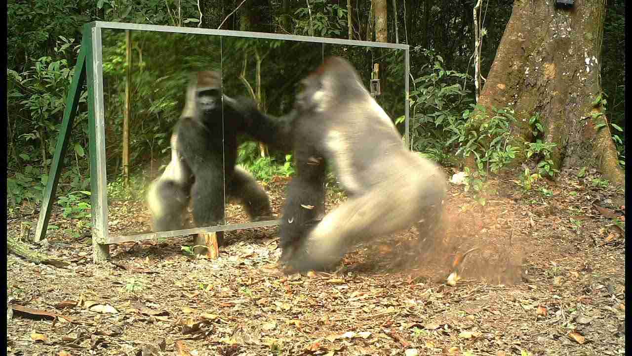 Gabon: This Silverback thinks this intruder in the mirror (his reflection) comes to steal his wives. - YouTube
