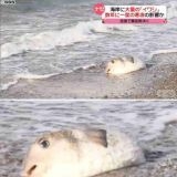 岸田が総理になってから国民の為に何も良いこと起きてない。 | ガールズちゃんねる - Girls Channel -
