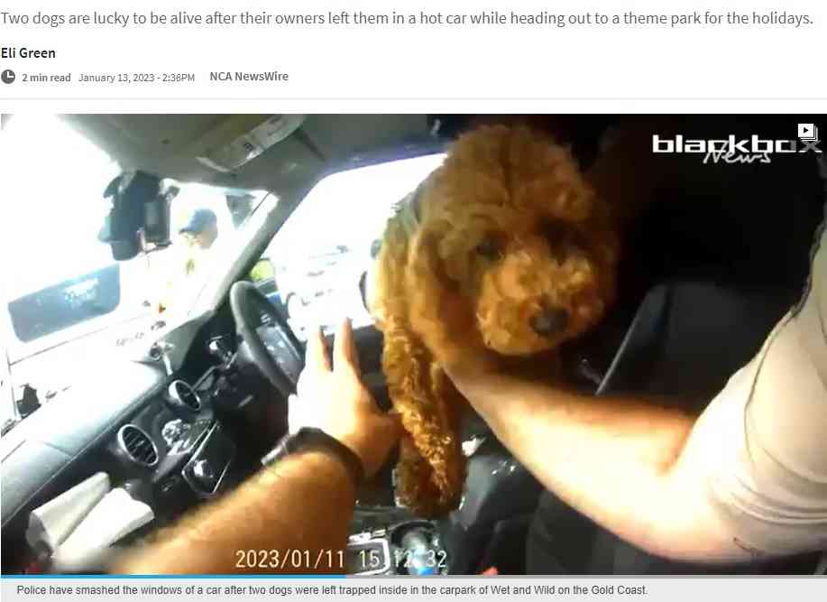 【海外発！Breaking News】車内に置き去りの犬があえぐ姿に怒りの声　飼い主はウォーターパークに（豪）＜動画あり＞ | Techinsight（テックインサイト）|海外セレブ、国内エンタメのオンリーワンをお届けするニュースサイト