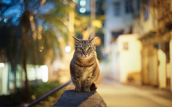 【寒い夜だから…】素敵な夜景画像を眺めて眠りたい