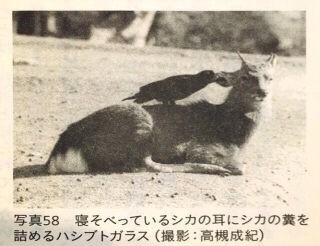 一瞬だけでも嫌なことを忘れられそうな画像を貼るトピ