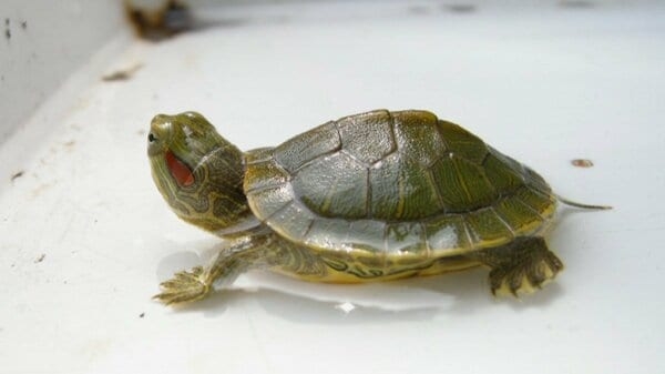 【速報】アメリカザリガニとミドリガメ　「条件付き特定外来生物」に指定へ　放出すれば３年以下の懲役・300万円以下の罰金も｜FNNプライムオンライン