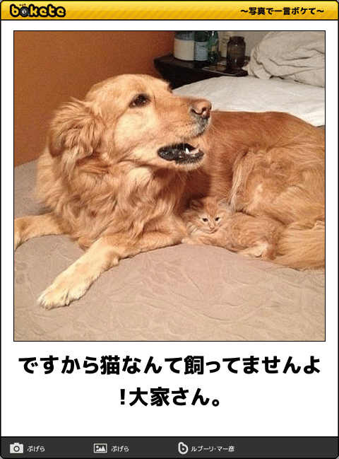 何度見ても秀逸だと思う「bokete」を貼っていくトピPart11