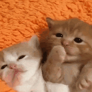 子猫の画像を貼って癒されるトピ