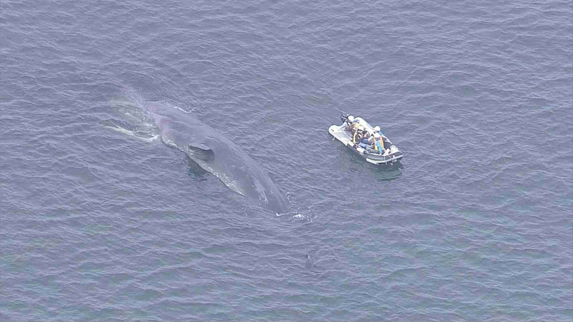 【速報】大阪湾に迷い込んだクジラが死んだことを大阪市職員らが確認