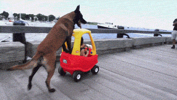 一瞬だけでも嫌なことを忘れられそうな画像を貼るトピ