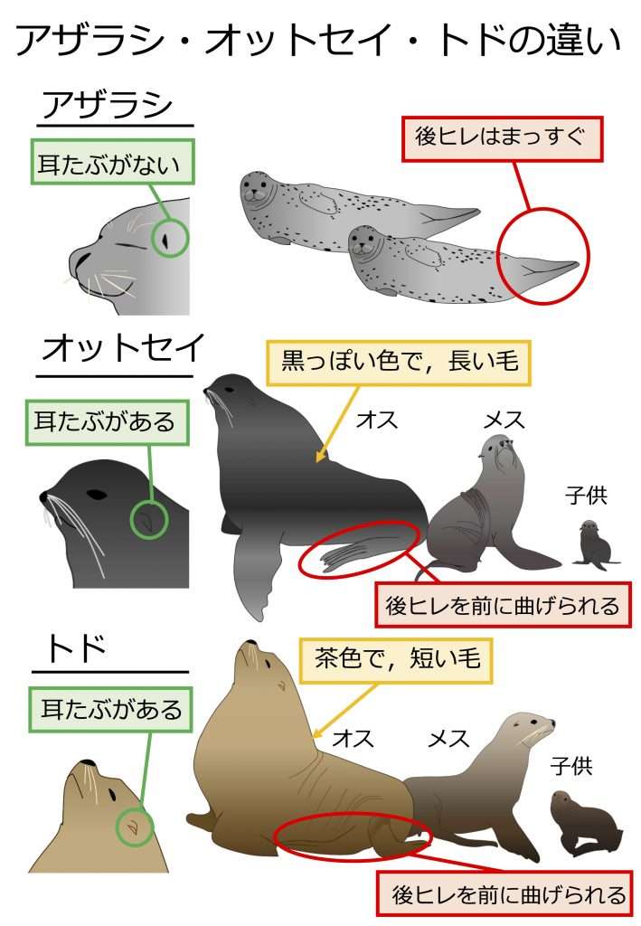 クジラの次は…東京湾に