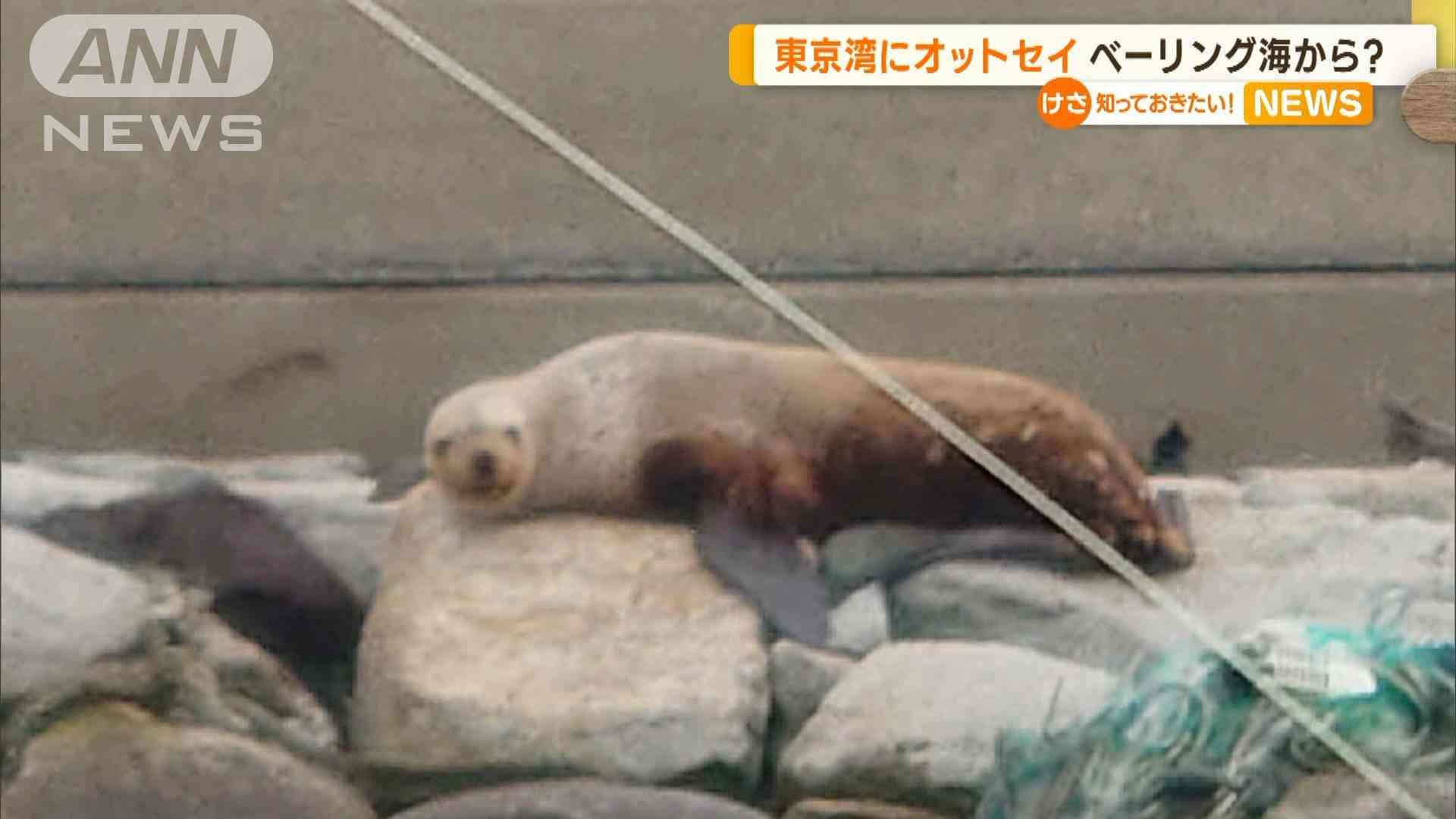 クジラの次は…東京湾に