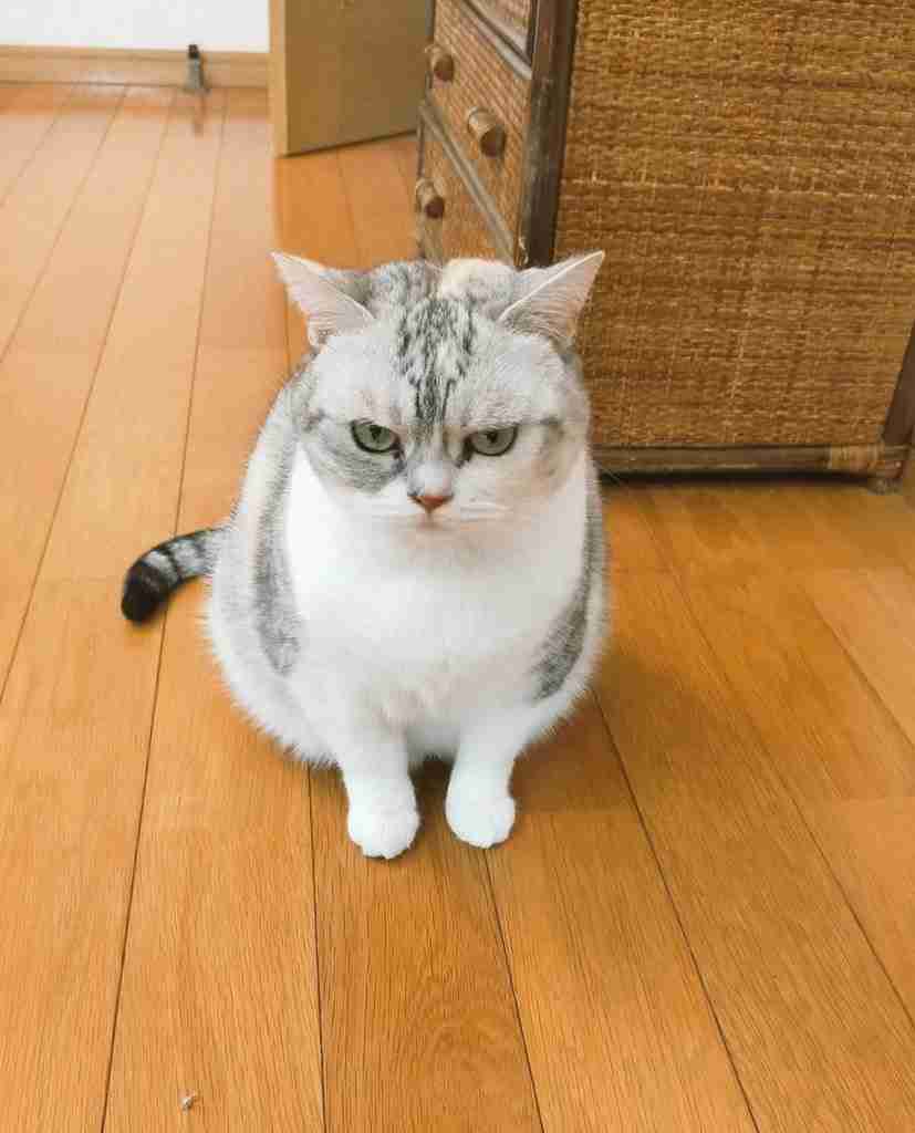 なかば諦めかけた行方不明のネコの捜索→見つかったのは誰もが「まさか」と驚くだろう場所だった。