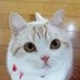 まさまさ(猫) on Twitter: 