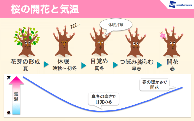 2023年第一回 桜開花予想 全国トップは東京で3月20日　各地とも平年並みか早い予想
