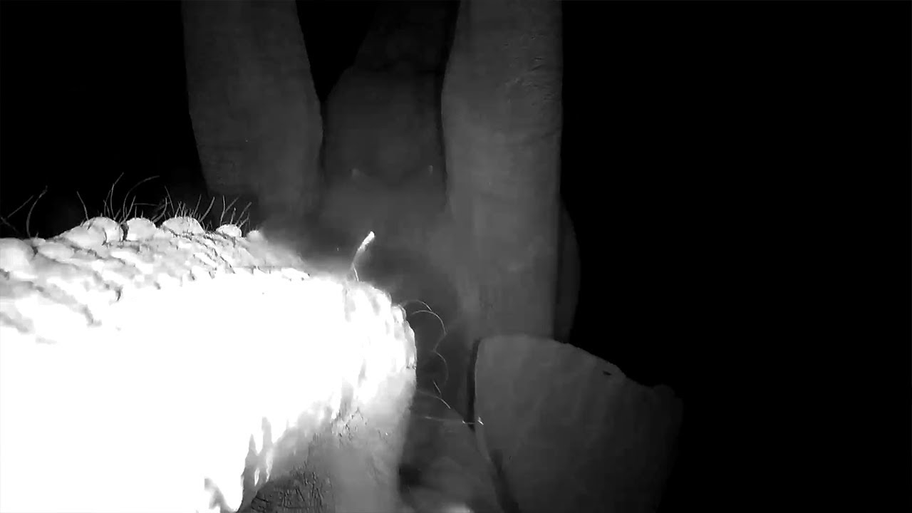 An Elephant Spins the Camera