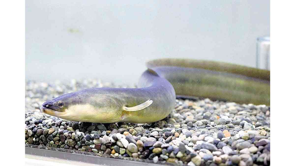 道頓堀川で絶滅危惧種のニホンウナギ確認…「水質が改善され、戻ってきたのでは」 : 読売新聞オンライン