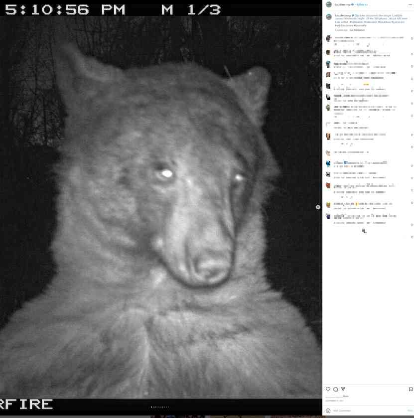 【海外発！Breaking News】野生動物の監視カメラを見つけたクマ、自撮り写真400枚超を残してパークレンジャー爆笑（米） | Techinsight（テックインサイト）|海外セレブ、国内エンタメのオンリーワンをお届けするニュースサイト