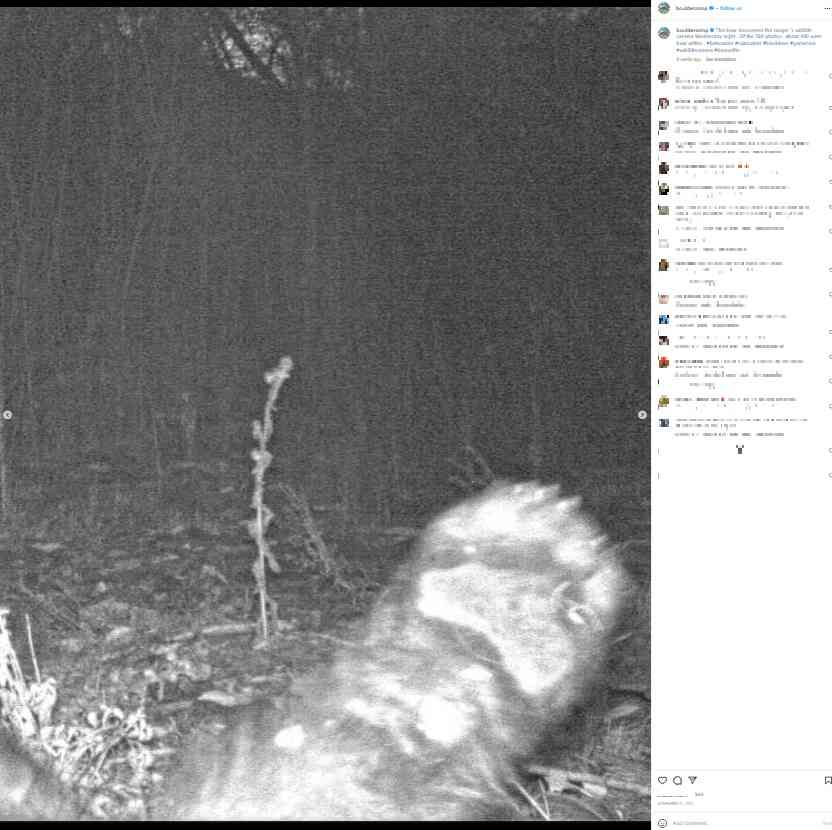 野生動物の監視カメラを見つけたクマ、自撮り写真400枚超を残してパークレンジャー爆笑（米）