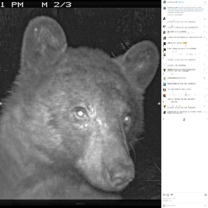 野生動物の監視カメラを見つけたクマ、自撮り写真400枚超を残してパークレンジャー爆笑（米）