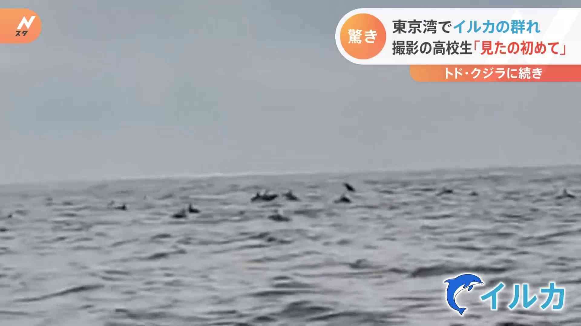 「100頭ぐらいいた」　トド、クジラに続き今度は東京湾にイルカの大群
