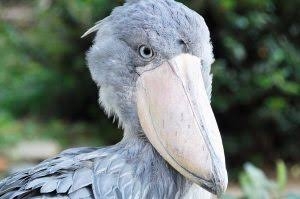 ハシビロコウに癒されたい【part６】