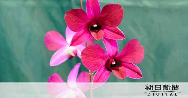 新種のラン「キシダフミオ」、国内で初開花　温室育ち、寒さに反応？：朝日新聞デジタル