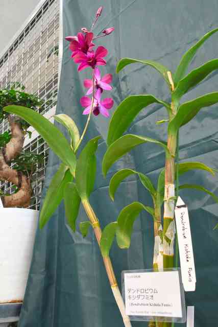 新種のラン「キシダフミオ」、国内で初開花　温室育ち、寒さに反応？