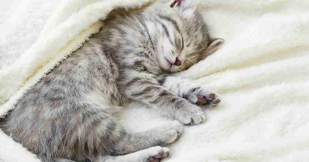 子猫の画像を貼って癒されるトピ