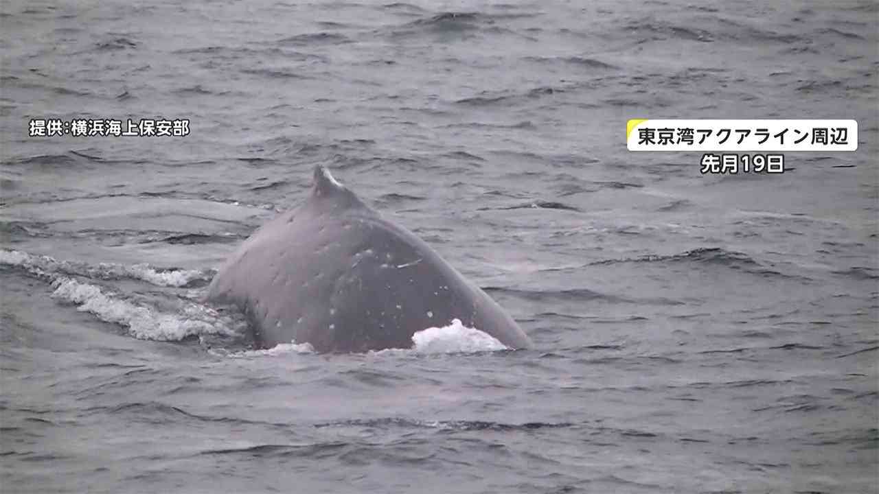 東京湾にまたもクジラ　アクアライン近くに出現（FNNプライムオンライン（フジテレビ系）） - Yahoo!ニュース