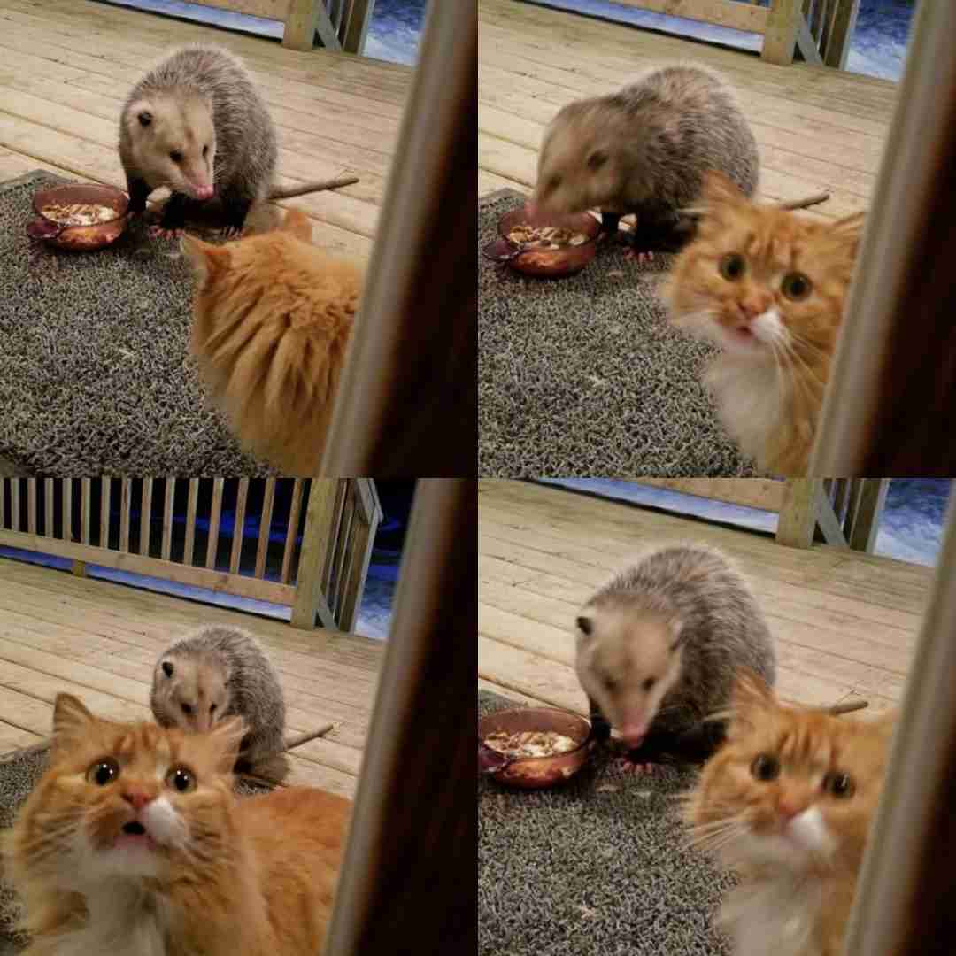 動物が食事しているところを見たい
