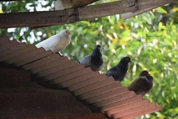 ゴキブリ発生の原因にも!?鳩の「糞害」は深刻な被害をもたらす危険性がアリ（サンキュ！） - Yahoo!ニュース