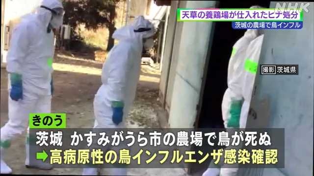 鳥インフル確認の茨城から仕入れたホロホロ鳥のヒナ処分 天草｜NHK 熊本県のニュース