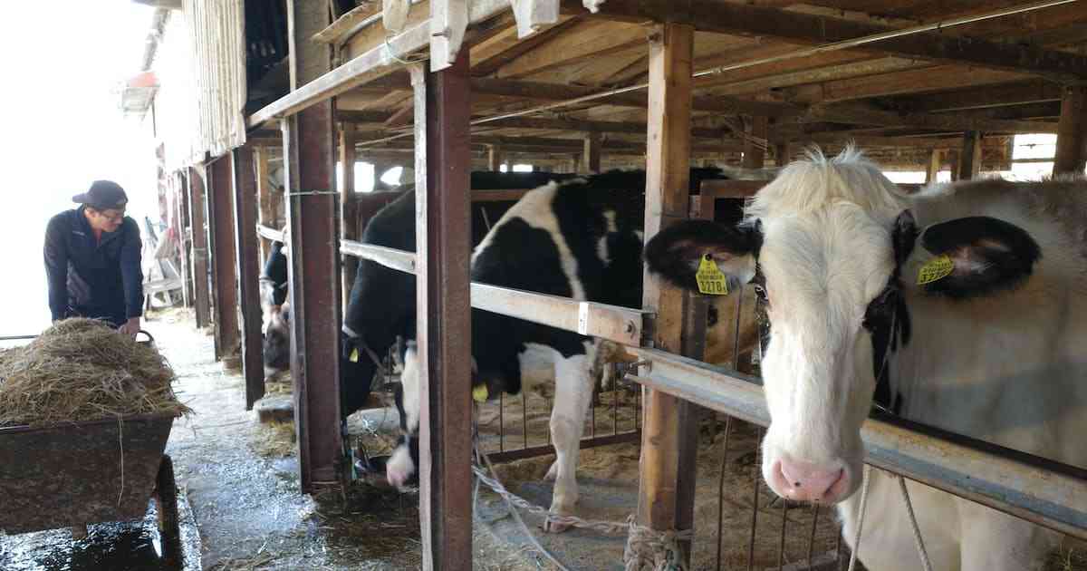 愛知の酪農家、飼料高が響き1割廃業　22年4〜12月: 日本経済新聞
