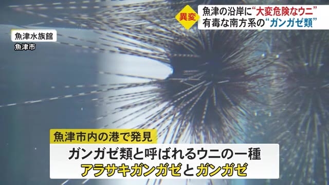 富山湾に異変…有毒な長い棘ある『ガンガゼ類』魚津の沿岸で多く確認 南の海で生息も越冬で増殖の懸念（富山テレビ） - Yahoo!ニュース