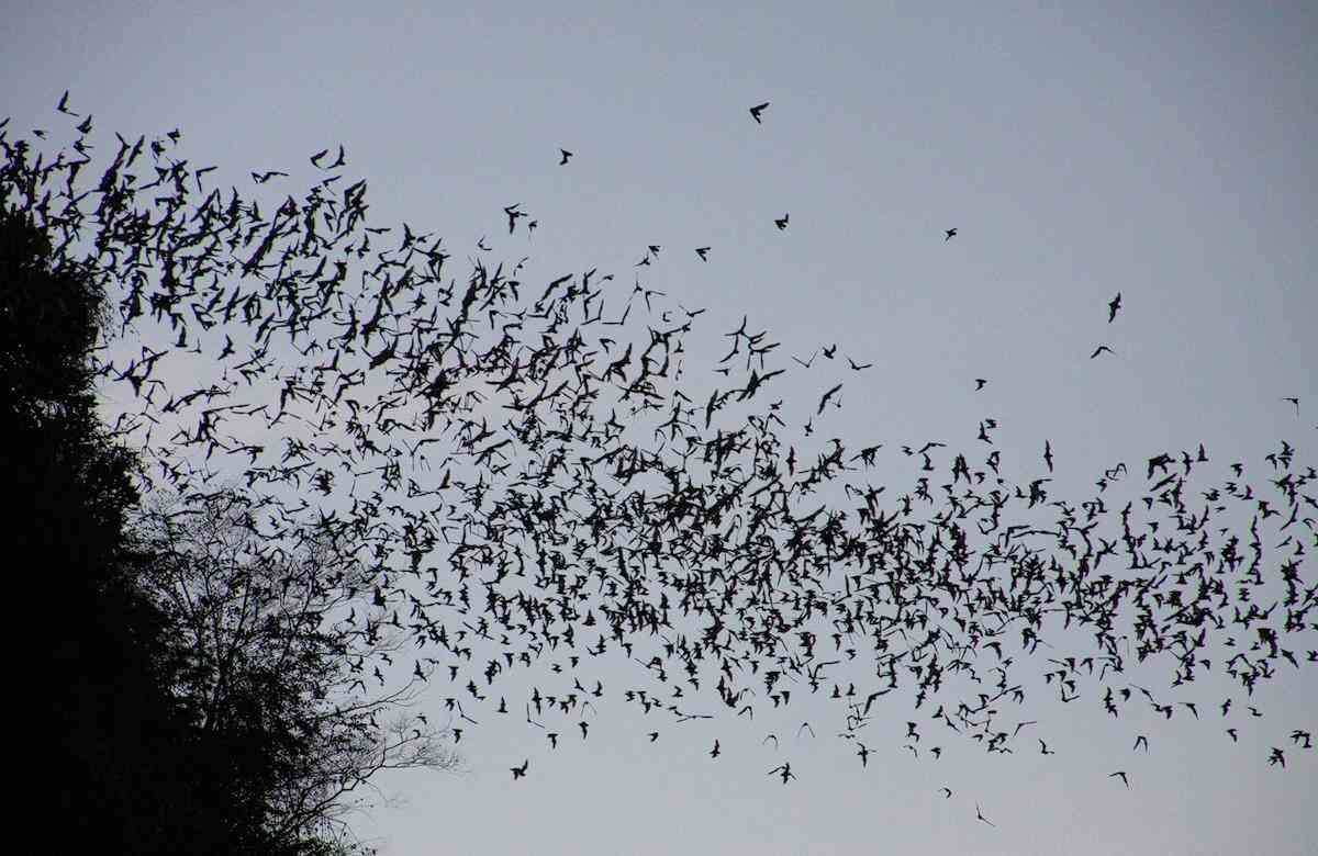 トルコ大地震を予知した？鳥の異様な行動が観察される（ニューズウィーク日本版） - Yahoo!ニュース