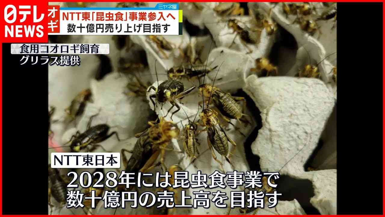 【NTT東日本】「昆虫食」事業に“参入”  数十億売り上げ目指す - YouTube