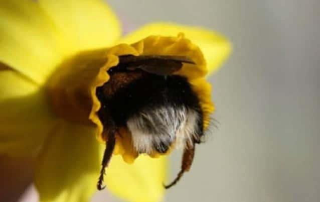 蜂が好き